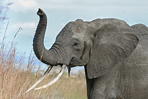 A female African Bush Elephant raises her trun...