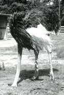 Ostrich Burying it's Heads