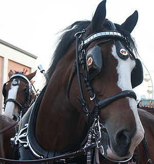 Clydesdales. The horse in the background looks...