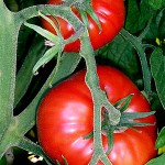 What’s the Best Time of Day to Water Tomatoes?