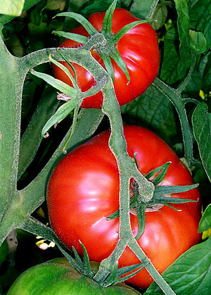 State fruit - Tomato