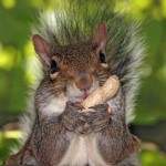 Be the squirrel.