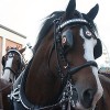 300px-Horses_2
